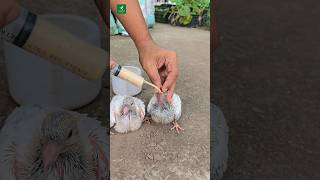 Hand feeding for baby pigeon handfeeding pigeon shorts [upl. by Ahsirpac]