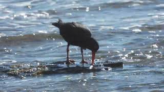 Sooty Oystercatchers feeding at low tide [upl. by Asum]