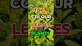 TOP 4 Colourful Plants for Your Home  Gardening Ideas in Tamil [upl. by Nadab]