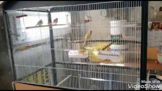 Présentation de mon élevage doiseaux exotiques [upl. by Roslyn319]