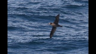 クロアシアホウドリ 優雅に飛ぶ 249 Blackfooted albatross [upl. by Jevon117]