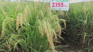 VNR 2355 Plus Hybrid धान कालावधी 130 से 135 दिन दमदार पैदावार [upl. by Hareehahs]