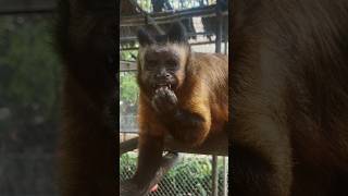 Brazilian tufted capuchin enjoying a little mixed nuts 🥜 snack [upl. by Notlrahc543]