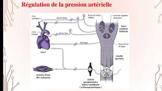 UE1 Physiologie CardioVasculaire 4 بالعربية  Régulation de la Pression Artérielle  part 2 [upl. by Naihtsirc470]