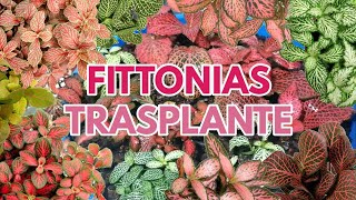 fittonias cuidados y trasplante CHUYITO JARDINERO [upl. by Malkah376]