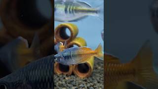 rainbowfish shorts aquariumhobby [upl. by Legnaleugim]