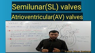 valves of the heart  semilunar valves  sabar khan lectures [upl. by Adaline443]