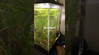 Current shrimp tank 15 gallon music shrimp neocaridinashrimp [upl. by Lihas]