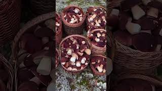 This is Karelia 2024 Porcini mushrooms filled our baskets This is something unreal [upl. by Anyrtak286]