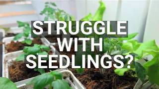 Tips for Starting Strong Seedlings [upl. by Ahseek321]