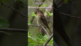 コサメビタキMuscicapa latirostris282野鳥shorts [upl. by Elyak629]