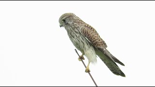 juvenile Common Kestrel  Falco tinnunculus  Torenvalk  Mortsel  Belgium  September 2024 [upl. by Haag]