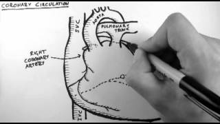 Coronary Circulation [upl. by Scotty]