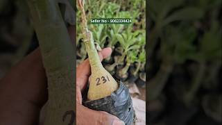 buy adenium plant from plant nursery kolkata all india home delivery [upl. by Aceissej]