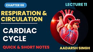 Class 12  Lec 11  Respiration amp Circulation  Working Mechanism of Human Heart  Cardiac Cycle [upl. by Nnylrebma]