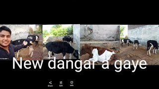 bahut acchi bacchi hai a gai 😄😃foryou cow kashmirvillagelife animal vlog subscribemychannel [upl. by Suciram]