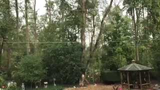 100 foot tree felled recorded in slow motion using iPhone 6 [upl. by Annmaria64]