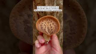 What is dryads saddle aka pheasants back mushroom mushroomhunting [upl. by Osnerol]