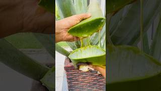 AMAZING ALOE VERA BARBADENSIS KK part 2 fypシ゚viral plants vidioshorts fypviral [upl. by Halfon]