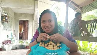 LANZONES FRUIT MUKBANG IN PHILIPPINES [upl. by Namharludba]