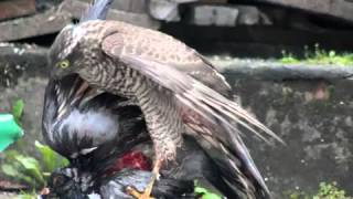 Pigeon eaten alive by Sparrowhawk [upl. by Ahterod]