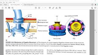 Surface Appendages Flagella Pili Fimbriae [upl. by Nonnahsed580]