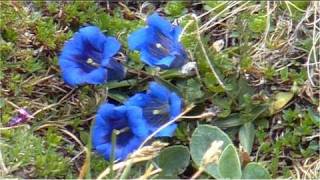 Welcome to MittenwaldBeautiful Alpine WorldKarwendelBavarian limesone AlpsMountain Gentian [upl. by Dnalwor]