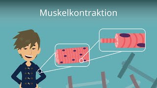 Muskelkontraktion einfach erklärt [upl. by Anet594]