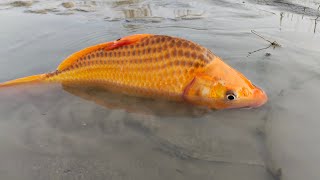 Jumbo Toy Assamble is livevideo  Traditional village boy fish catching video in River 2024 [upl. by Murage]