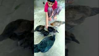 DuckHensPearl HenRooster roosterdance youtubeshortsbeautiful funny chickendance 🐓funny [upl. by Durman724]