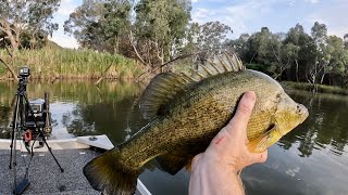 Yellowbelly Fishing  Golden Hour on the Murray [upl. by Trisha555]