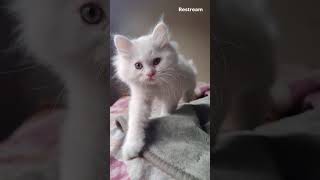 Hilarious cat compilation Curious Cat vs Reflection Treats and Temptations 🤣 [upl. by Drusy]