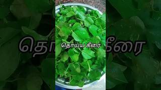 தொய்ய கீரை கடையல்Thoiya Keerai kadayalthoyya keerai kadayalkeerai kadayalshortskeeraispinach [upl. by Tham]