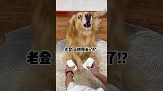 Simba This time its exposed Lao Deng Cute Pet Debut Plan All Things Cute Plan Home Healing Recor [upl. by Haines819]