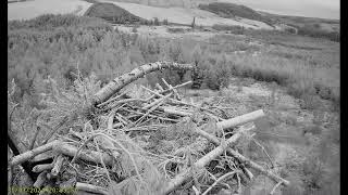 Llyn Clywedog 1 Osprey Nestā€ļø¸310324 [upl. by Irtimid]