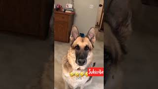 Hilarious Dog Reactions to Everyday Life with Funny VoiceOver 🐶😂 [upl. by Enomas]