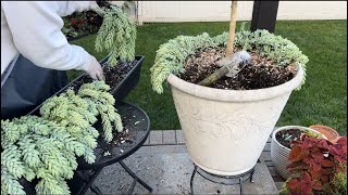 Digging up Caladium bulbs and bringing succulents in for winter [upl. by Golding453]