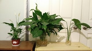 Different types of Peace Lily varieties Spathiphyllum [upl. by Airotel]