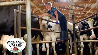 Milking Cows in an 8 Swing Parlor  Kristina Ralph  Organic Valley [upl. by Laaspere829]