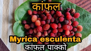 Myrica esculenta  कांफल  kafal  State fruit [upl. by Yregerg]