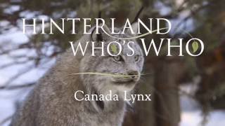 Canada Lynx 30 seconds [upl. by Seugram304]