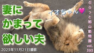 《旭山動物園ライオン》今日のオリトファミリーラブラブ夫婦に子どもが固まる？フウの堪忍袋を切らせたオリトvol393loveydovey lion couple has a child [upl. by Bomke]