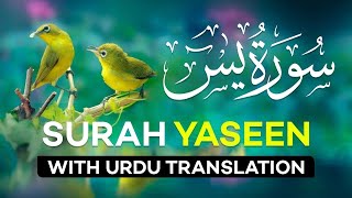 Surah Yasin  Yaseen  with Urdu Translation  Quran Tilawat Beautiful Voice  Hindi Tarjuma [upl. by Oel]