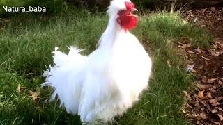 Rooster CrowingRooster Sounds Rooster Alarm Rooster Voice [upl. by Inacana234]