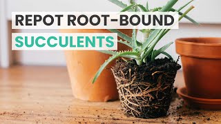 REPOTTING TIPS  HOW TO REPOT ROOTBOUND SUCCULENTS  REPOT SUCCULENTS [upl. by Bartosch217]