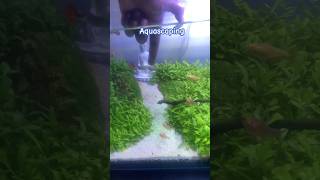 My first Aquascape setup back in 2021 aquascape aquascaping fish fengshui [upl. by Mast]