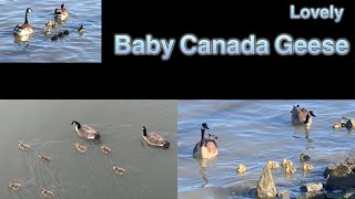 Lovely Baby Canada Geese amp Families かわいいカモの親子 癒し動画 [upl. by Alberta]