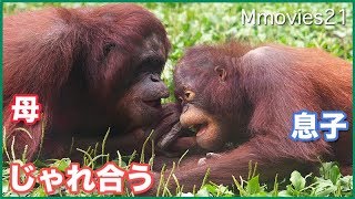 ボルネオオランウータン母子でじゃれ合う レンボーとハヤト Bornean Orangutans [upl. by Biagio754]