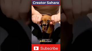 Creator Sahara fact CreatorSahara shorts viralfeed baby tiktok viralvideo [upl. by Netsruk]