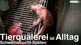 Tierquälerei ist Alltag in Schweinezuchtbetrieben  tierretterde [upl. by Garate]